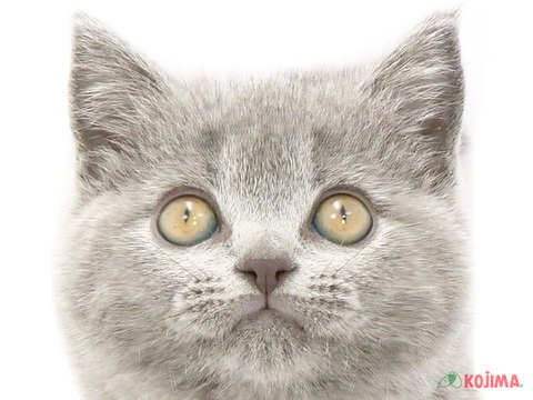 京都府のブリティッシュショートヘアー (コジマ京都店/2024年2月4日生まれ/男の子/ブルー)の子猫