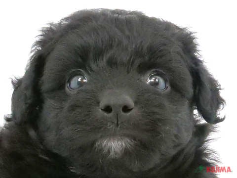 東京都のポメプー(ポメラニアン×プードル) (コジマ阿佐ヶ谷店/2024年2月3日生まれ/男の子/ブラック)の子犬