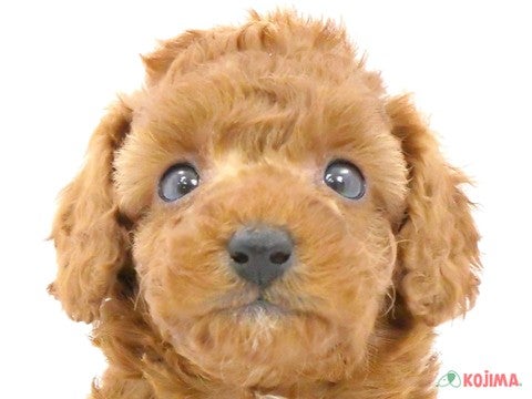 千葉県のトイプードル(トイ) (コジマアリオ柏店/2024年2月1日生まれ/男の子/レッド)の子犬