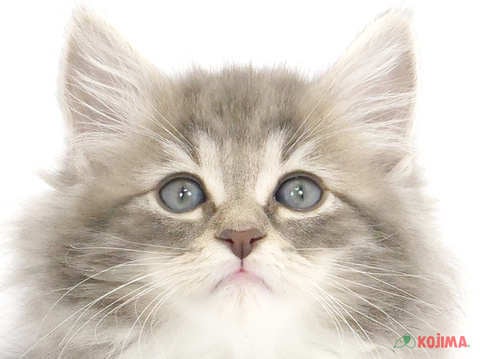 東京都のノルウェージャンフォレストキャット (コジマアリオ北砂店/2024年1月28日生まれ/男の子/ブルータビーホワイト)の子猫