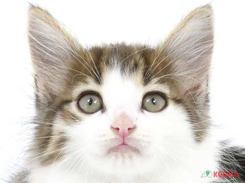 東京都のノルウェージャンフォレストキャット (コジマアリオ亀有店/2024年2月4日生まれ/男の子/ブラウンタビーホワイト)の子猫