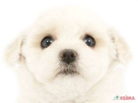 東京都のビションフリーゼ (コジマアリオ西新井店/2024年2月3日生まれ/女の子/ホワイト)の子犬