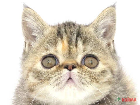 茨城県のエキゾチック (コジマイーアスつくば店/2024年1月12日生まれ/女の子/ブラウンパッチドタビー)の子猫