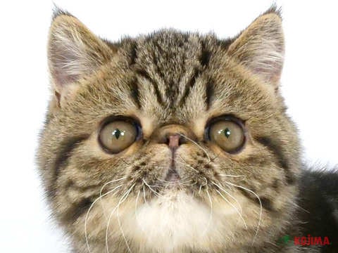 東京都のエキゾチックショートヘアー (コジマGRAND亀戸店/2024年1月10日生まれ/男の子/ブラウンタビー)の子猫
