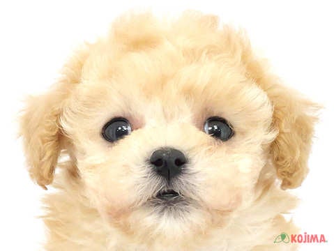 千葉県のトイプードル(トイ) (コジマ四街道店/2024年2月4日生まれ/男の子/アプリコット)の子犬