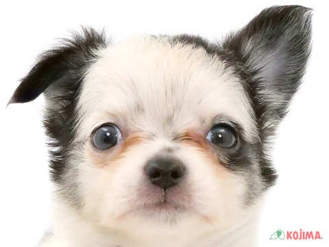 埼玉県のチワワ(ロング) (コジマ浦和店/2024年2月6日生まれ/男の子/ホワイトブラック)の子犬