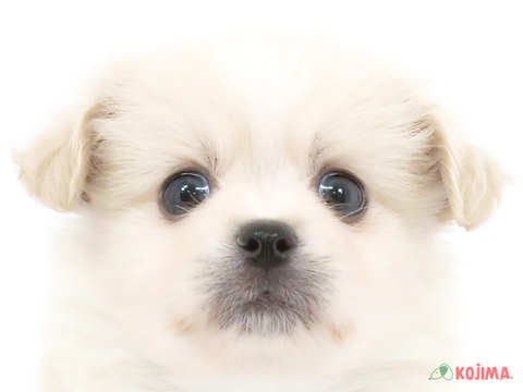 千葉県のハーフ犬 (コジマフォルテ津田沼店/2024年2月6日生まれ/男の子/ホワイト)の子犬