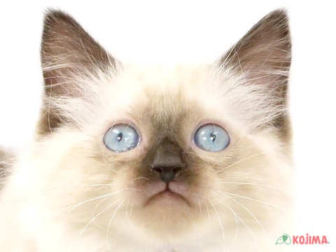 千葉県のラグドール (コジマ松戸店/2024年2月6日生まれ/男の子/シールポイントミテッド)の子猫