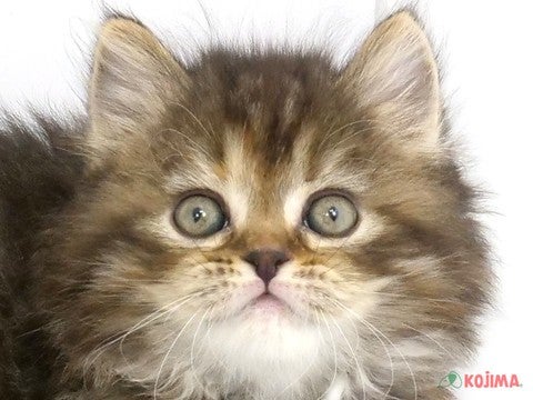 埼玉県のアメリカンカール (コジマ大宮店/2024年2月5日生まれ/女の子/ブラウンタビー)の子猫