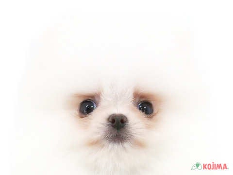東京都のポメラニアン (コジマGRAND亀戸店/2024年1月23日生まれ/男の子/ホワイト)の子犬