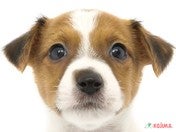 【2024/4/8撮影】可愛いお顔の甘えたちゃん❤わんぱくな犬と暮らしたい！という方にはもってこいです！