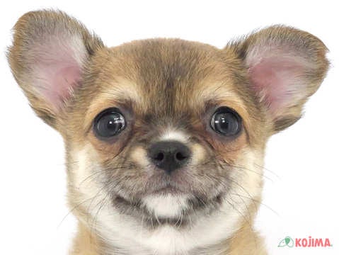 兵庫県のチワワ(スムース) (コジマ明石店/2024年2月12日生まれ/女の子/レッド)の子犬