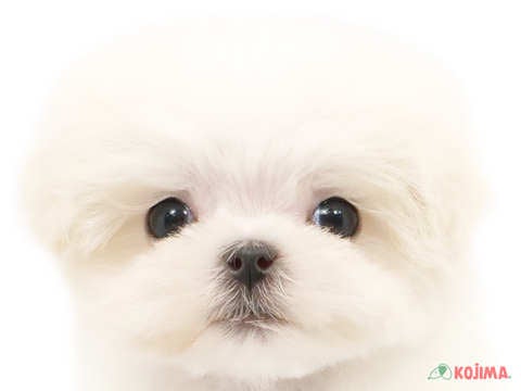 東京都のマルチーズ (コジマ六本木店/2024年2月10日生まれ/男の子/ホワイト)の子犬