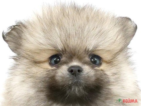 千葉県のポメラニアン (コジマ四街道店/2024年2月10日生まれ/女の子/ウルフセーブル)の子犬
