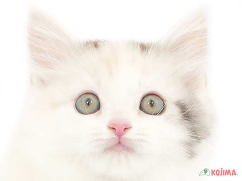 千葉県のスコティッシュストレート (コジマアリオ蘇我店/2024年2月11日生まれ/女の子/シルバーパッチドタビーホワイト)の子猫
