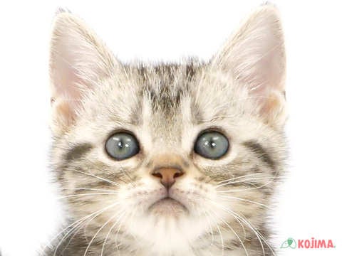 東京都のアメリカンショートヘアー (コジママチノマ大森店/2024年2月10日生まれ/女の子/シルバータビー)の子猫