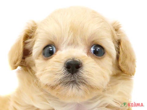 神奈川県のハーフ犬 (コジマニトリモール相模原店/2024年2月10日生まれ/女の子/クリーム)の子犬