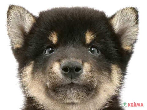 東京都の柴犬(標準サイズ) (コジマ国分寺店/2024年2月10日生まれ/男の子/黒)の子犬