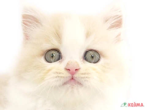 埼玉県のスコティッシュストレート (コジマニトリ川越店/2024年2月6日生まれ/女の子/クリームタビーホワイト)の子猫