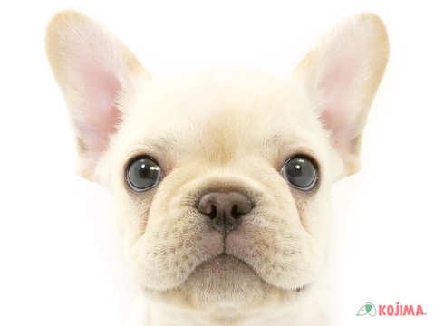 神奈川県のフレンチブルドッグ (コジマニトリモール相模原店/2024年2月10日生まれ/女の子/クリーム)の子犬