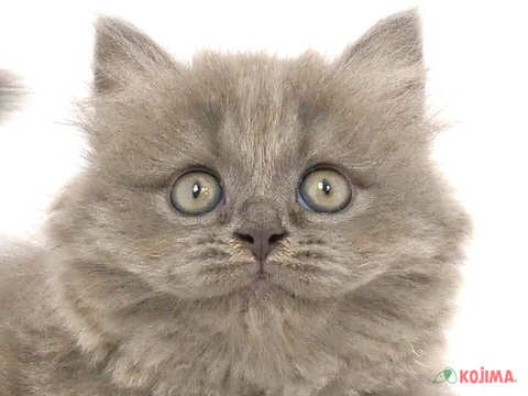 神奈川県のブリティッシュロングヘアー (コジマニトリモール相模原店/2024年2月10日生まれ/女の子/ブルー)の子猫