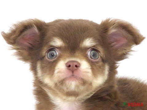 東京都のチワワ(ロング) (コジマ国分寺店/2024年2月7日生まれ/男の子/チョコレートタン)の子犬