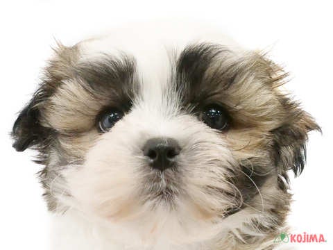 東京都のハーフ犬 (コジマ新小岩店/2024年2月6日生まれ/男の子/ホワイトゴールド)の子犬