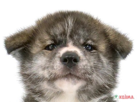千葉県の秋田犬 (コジマ四街道店/2024年2月9日生まれ/男の子/虎)の子犬