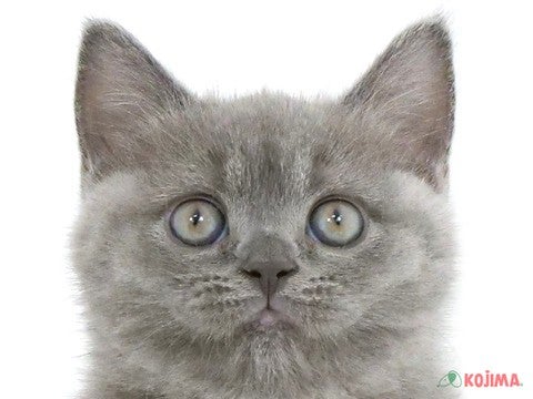 東京都のブリティッシュショートヘアー (コジマ西篠崎店/2024年2月10日生まれ/女の子/ブルー)の子猫