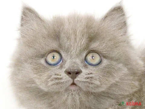 神奈川県のブリティッシュロングヘアー (コジマ横浜青葉店/2024年2月10日生まれ/女の子/ブルー)の子猫