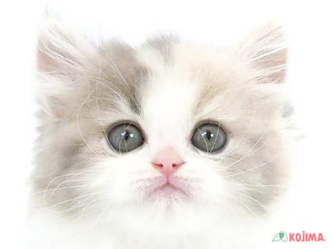 東京都のラガマフィン (コジマ六本木店/2024年2月11日生まれ/女の子/ダイリュートキャリコ)の子猫