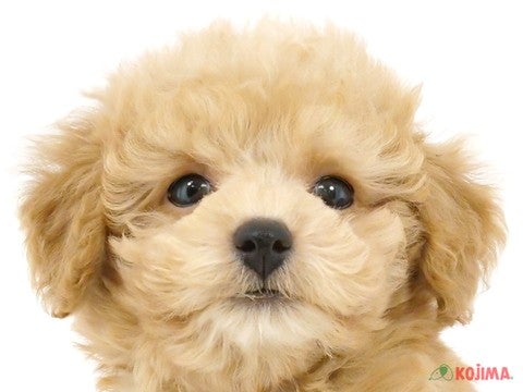 千葉県のトイプードル(トイ) (コジマ四街道店/2024年1月20日生まれ/男の子/アプリコット)の子犬