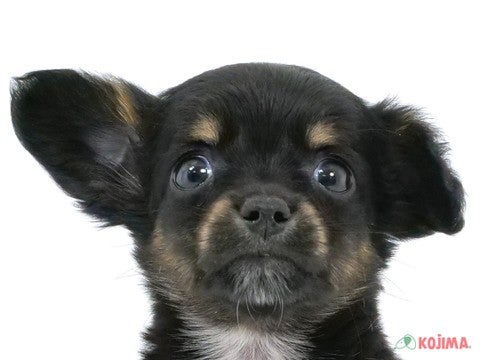 東京都のチワックス(チワワ×ダックス) (コジマ足立店/2024年2月10日生まれ/男の子/ブラックタンホワイト)の子犬