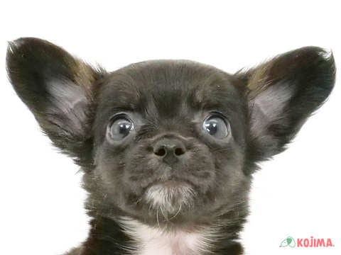 千葉県のチワックス(チワワ×ダックス) (コジマアリオ市原店/2024年2月10日生まれ/男の子/ブラックタンホワイト)の子犬