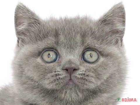 千葉県のブリティッシュショートヘアー (コジマ松戸店/2024年2月14日生まれ/男の子/ブルー)の子猫