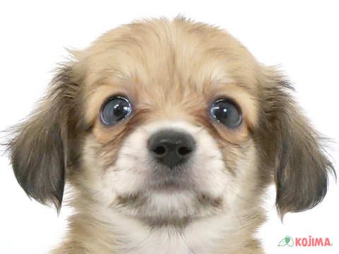 千葉県のチワックス(チワワ×ダックス) (コジマ四街道店/2024年2月12日生まれ/女の子/レッド)の子犬