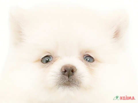 東京都のポメラニアン (コジマアリオ亀有店/2024年2月13日生まれ/女の子/クリーム)の子犬