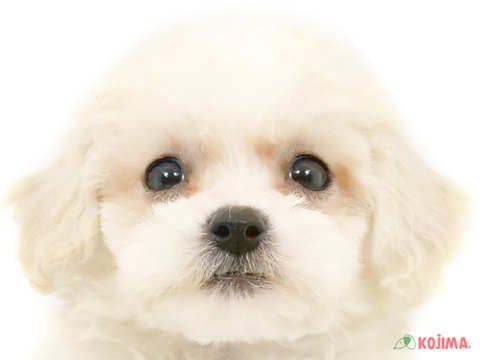 埼玉県のビションフリーゼ (コジマニトリ川越店/2024年2月11日生まれ/男の子/ホワイト)の子犬