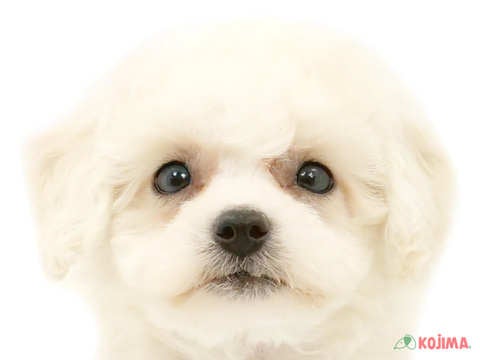 千葉県のビションフリーゼ (コジマアリオ柏店/2024年2月11日生まれ/男の子/ホワイト)の子犬
