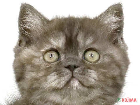 東京都のスコティッシュストレート (コジマ新小岩店/2024年2月11日生まれ/女の子/ブラックスモーク)の子猫