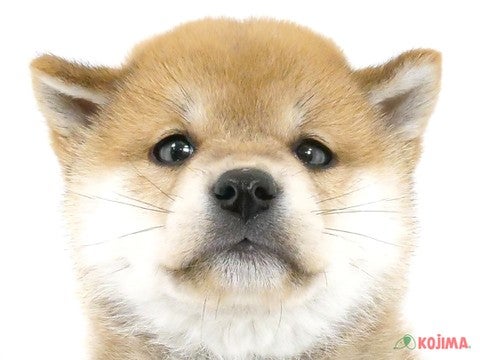 東京都の柴犬(標準サイズ) (コジマソコラ用賀店/2024年2月13日生まれ/男の子/赤)の子犬