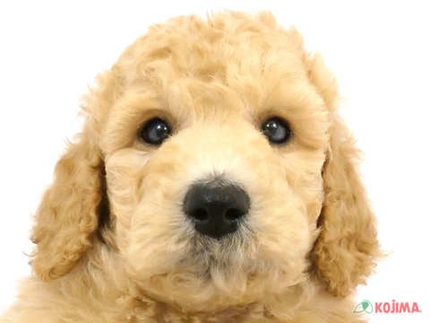 東京都のスタンダードプードル (コジマ国領店/2024年2月12日生まれ/男の子/アプリコット)の子犬