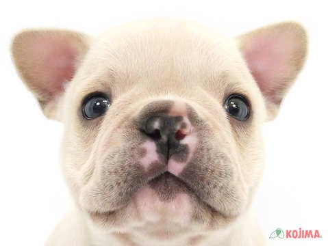 東京都のフレンチブルドッグ (コジマアリオ北砂店/2024年2月11日生まれ/男の子/クリーム)の子犬