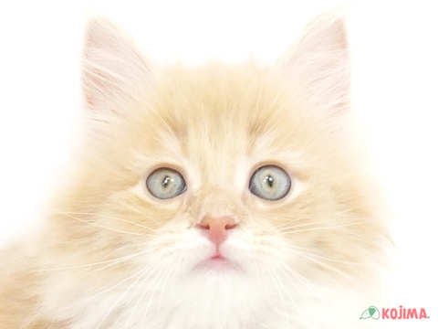 東京都のノルウェージャンフォレストキャット (コジマアリオ西新井店/2024年2月11日生まれ/女の子/クリームタビーホワイト)の子猫