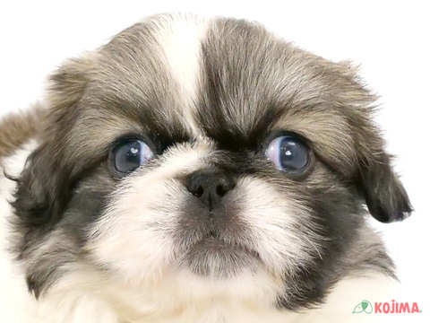 神奈川県のペキニーズ (コジマアリオ橋本店/2024年2月11日生まれ/男の子/パーティーカラー)の子犬