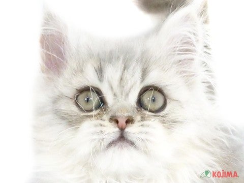 千葉県のミヌエット (コジマアリオ蘇我店/2024年2月5日生まれ/女の子/チンチラシルバー)の子猫