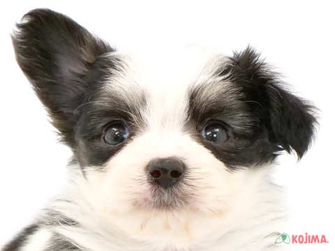 東京都のハーフ犬 (コジマ八王子店/2024年2月13日生まれ/女の子/ホワイトブラック)の子犬