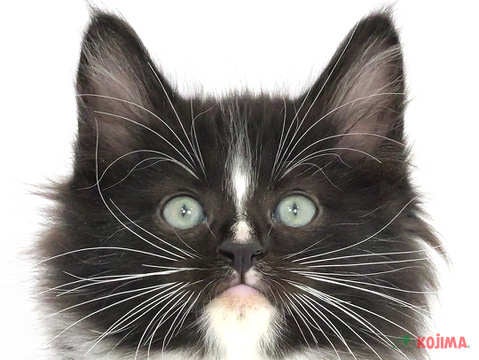 東京都のノルウェージャンフォレストキャット (コジマ府中店/2024年2月13日生まれ/男の子/ブラックホワイト)の子猫