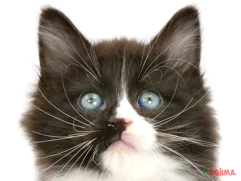 東京都のノルウェージャンフォレストキャット (コジマ国分寺店/2024年2月13日生まれ/男の子/ブラックホワイト)の子猫