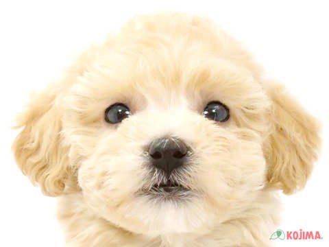 埼玉県のマルプー(マルチーズ×プードル) (コジマ浦和店/2024年2月13日生まれ/男の子/アプリコット)の子犬